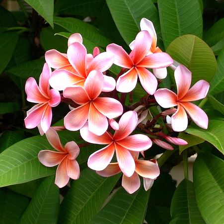 Plumeria Dwarf Pink Plant - Champa, Frangipani