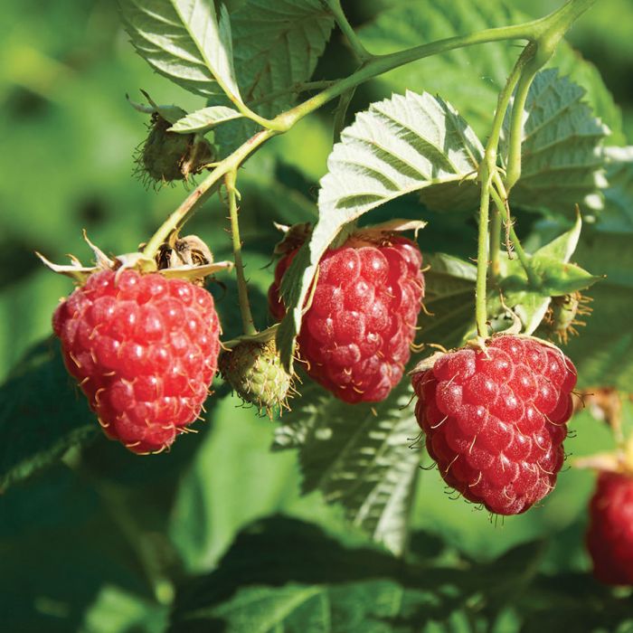 Raspberry Plant - Rubus Idaeus