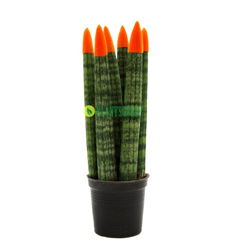 sansevieria velvet touch is it real Buy Sansevieria Cylindrica Velvet Touch Orange Plant online at best price