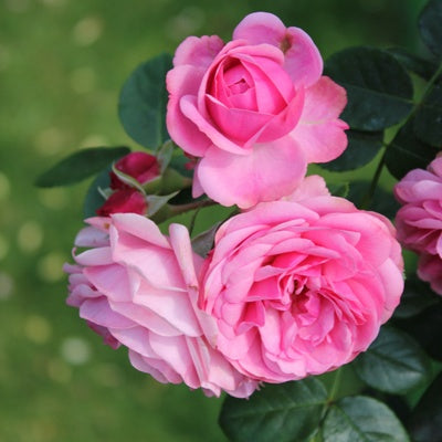 Desi Gulab Plant – Scented Desi Rose