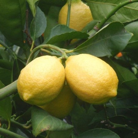Nimboo Seedless Plant (Grafted) - Lemon Plant, Lime, Citrus