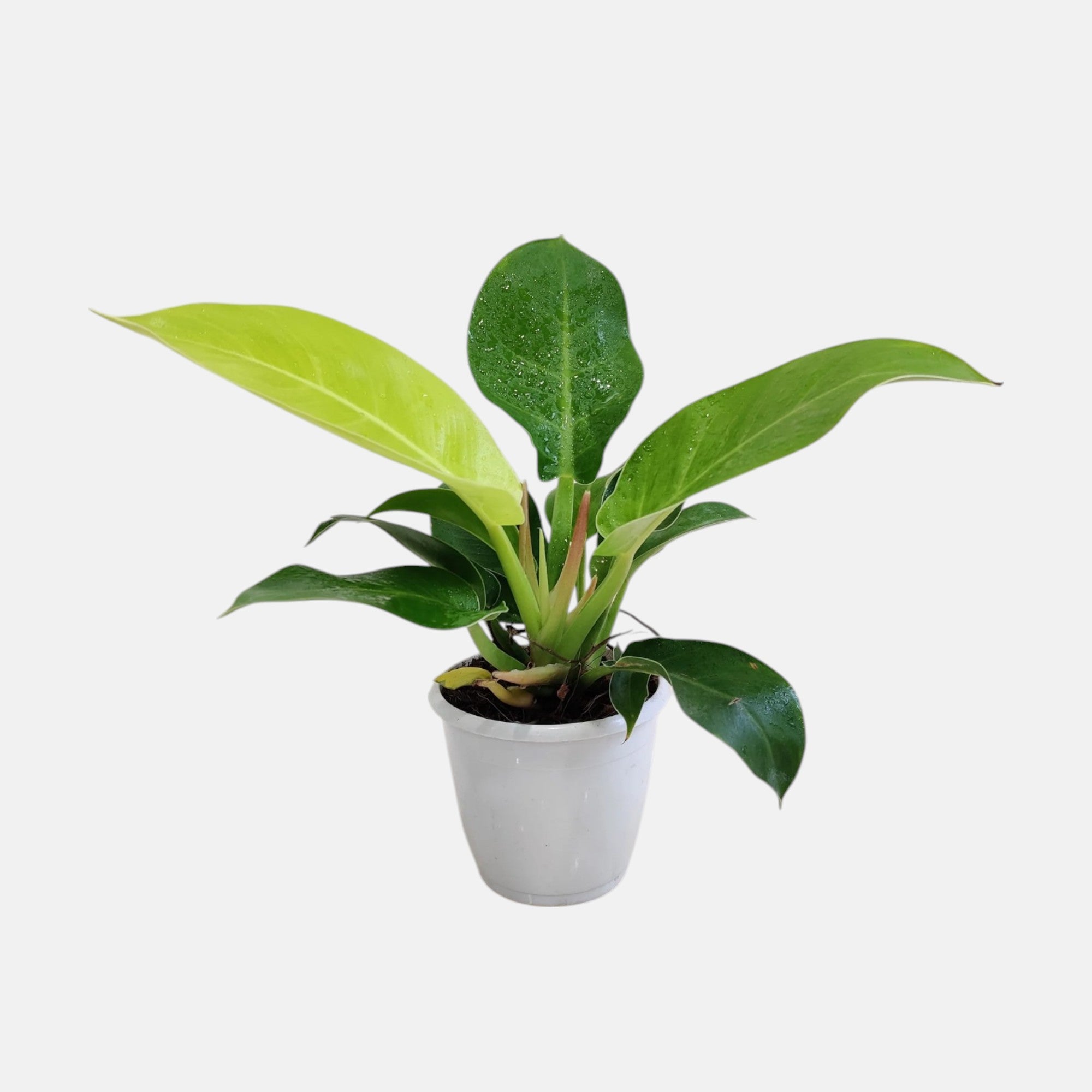 Philodendron Moonshine Plant