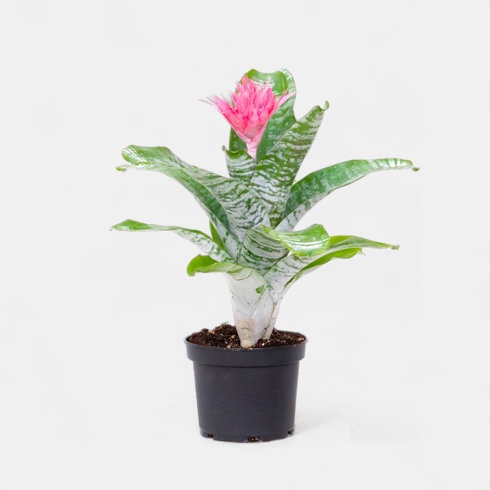 Bromeliad Pink Plant