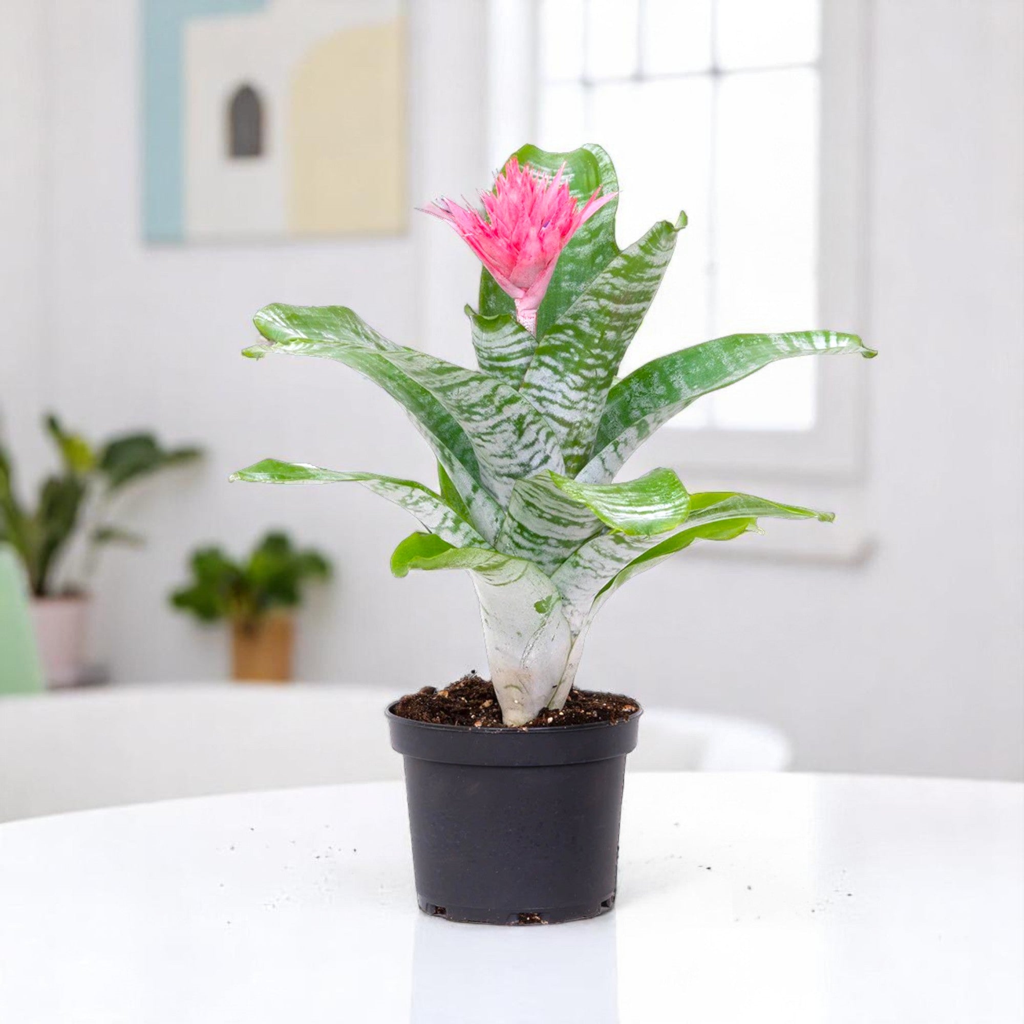 Bromeliad Pink Plant