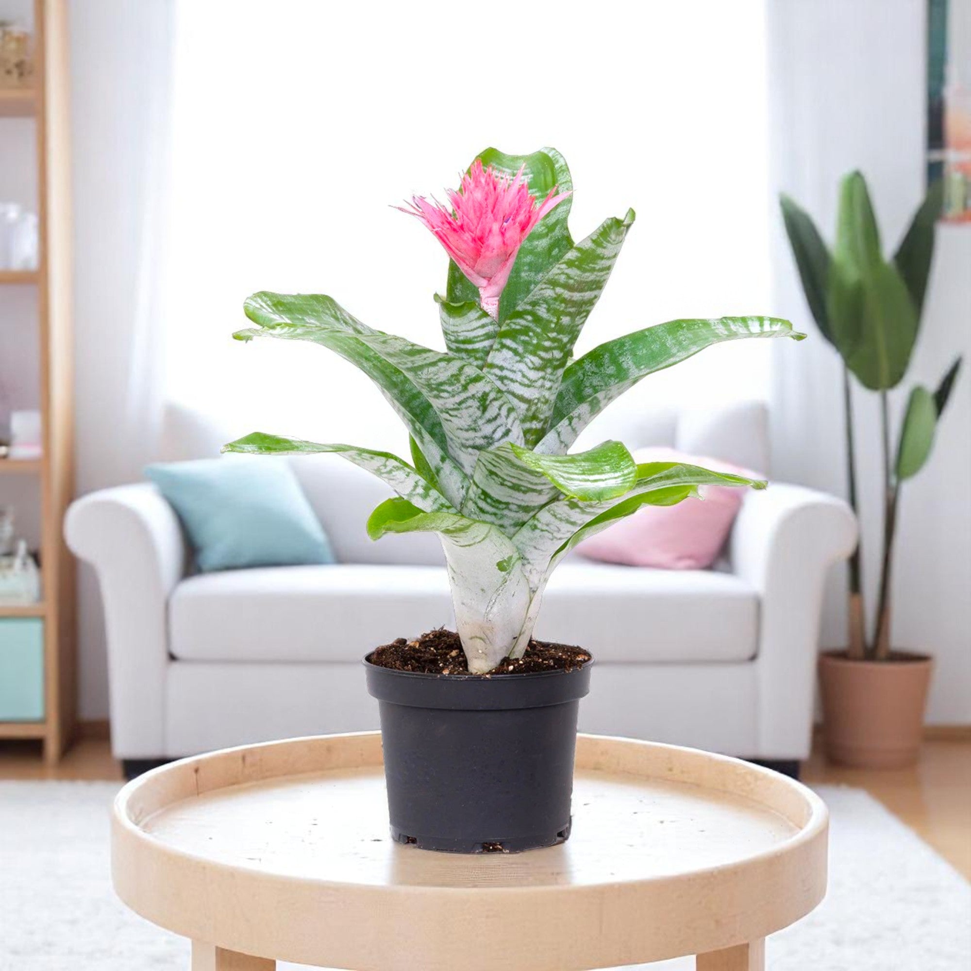 Bromeliad Pink Plant