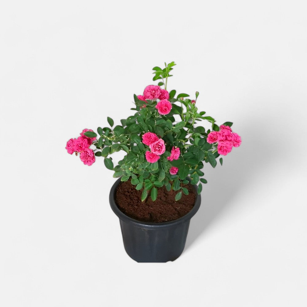 Rose Miniature Pink Plant in 6" Inch Pot