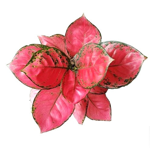 aglaonema red anjamani Buy Aglaonema Red Anjamani Plant