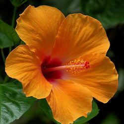 Hibiscus Orange Plant - Jaswand, Gudhal in 6" Inch Pot
