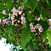 Karanj Plant - Pongamia Pinnata