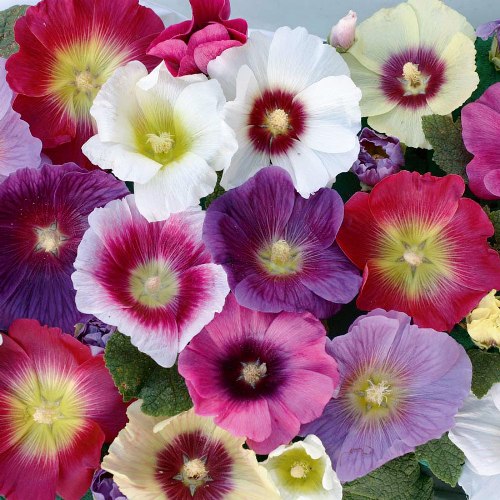 Hollyhock mixed seeds (100 seeds) - omaxe seeds