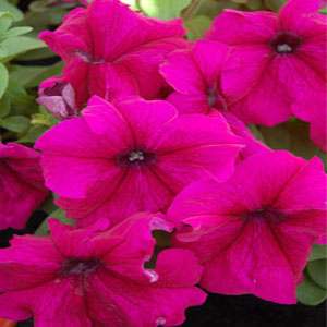 Petunia Grandiflora Burgundy seeds - omaxe seeds