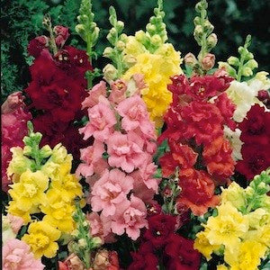 Antirrhinum Dwarf Mixed Seeds - omaxe seeds