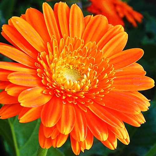 Calendula Bon Bon Orange Seeds - omaxe seeds