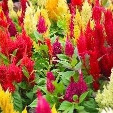 Celosia Plumosa Mixed Seeds - omaxe seeds