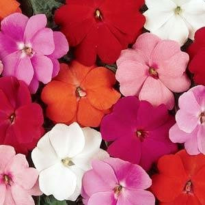 Impatiens Babby Mixed (10 seeds) - omaxe seeds
