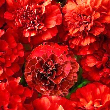 Marigold DBL. Red Cherry (50 seeds) - omaxe seeds