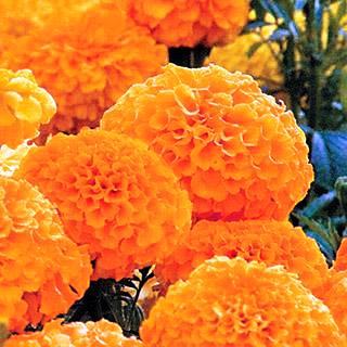 Marigold F1 Inca Orange (10 seeds) - omaxe seeds