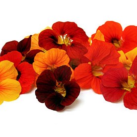 Narstartium Variegated Mixed Seeds - omaxe seeds