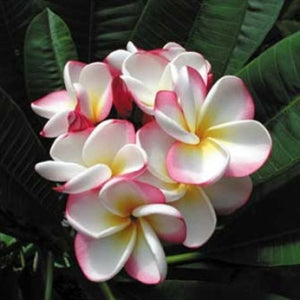 Pansy F1 Sherbet Pink Seeds - omaxe seeds