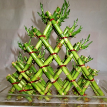5 layer lucky bamboo plant Buy 5 Layer Braided Lucky Bamboo online at best price