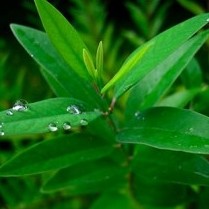 Sandalwood White Plant - White Chandan Plant