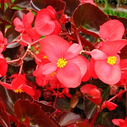 Begonia Red Plant