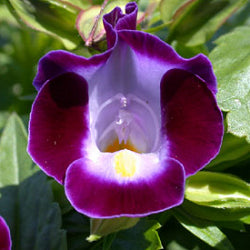 Torenia Purple Plant
