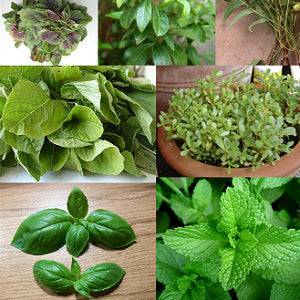 Herbs Seeds Pack - Set of 20 Herbs Seeds - omaxe seeds