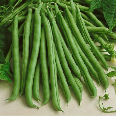 Pole Beans Selection Sanchi seeds (50 Seeds) - omaxe seeds