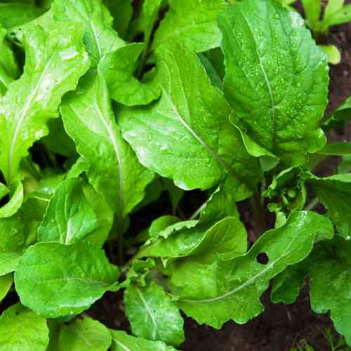 Rocket Arugula Wild Cut (100 seeds) - omaxe seeds