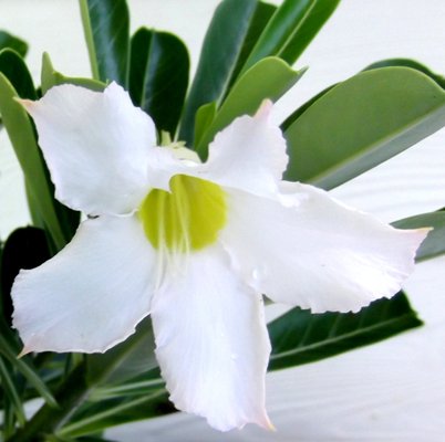 Adenium Plant White (Grafted) - Adenium obesum, Desert Rose Plant