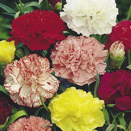 Carnation Giant Chabaud Mixed Seeds - omaxe seeds