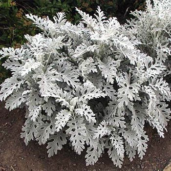Cineraria Maritima - Silver Dust (Seeds) - omaxe seeds
