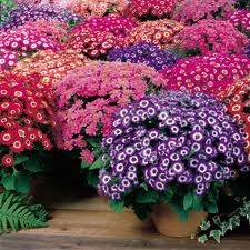 Cineraria Mixed seeds - omaxe seeds
