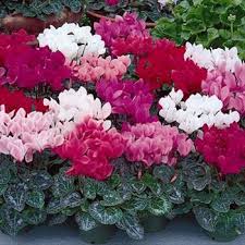 Cyclamen Persicum Mixed Seeds (10 seeds) - omaxe seeds