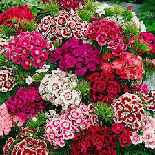 Dianthus Barbatus Mixed Seeds - omaxe seeds