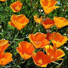 Eschscholzia California Poppy Seeds - omaxe seeds