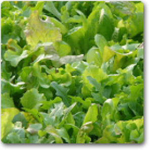 Herb Misticanza Seeds - omaxe seeds
