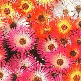 Mesembryanthemum Mixed Seeds - omaxe seeds