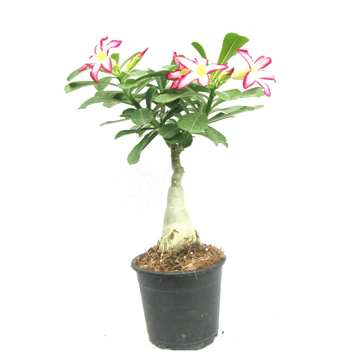 Adenium Light of Sun & Moon(Grafted) - Adenium obesum, Desert Rose Plant