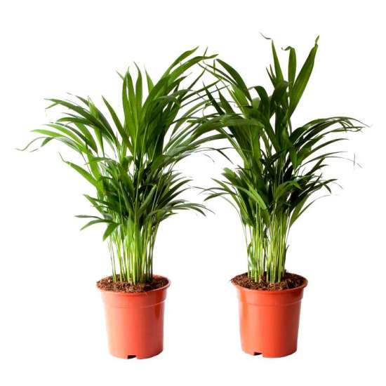 areca palm price in delhi Buy Areca Palm Plant (Pack of 2) online at best price