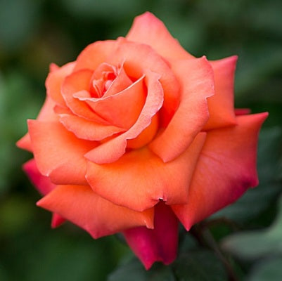 Rose Orange Plant in 6&