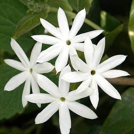 Kunda - Downy Jasmine Plant