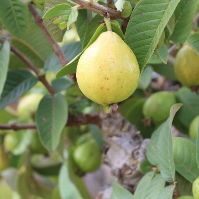 Guava Plant L-49 (Grafted) – High-Yield Variety