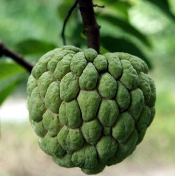 Sitaphal (grafted) Plant - Sharifa, Custard Apple