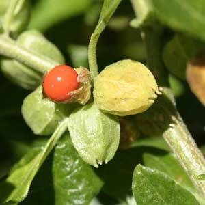 Ashwagandha India Ginseng - Withania Somnifera - seeds (100 Seeds) - omaxe seeds