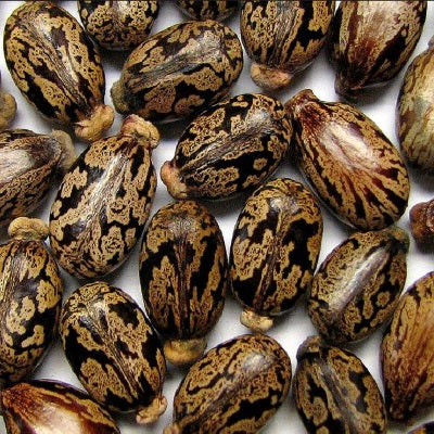 ricinus plant seeds Buy Ricinus Communis, Castor Oil Plant, Arandi