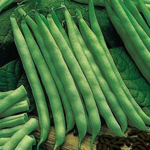 France Beans Black Seeds - omaxe seeds
