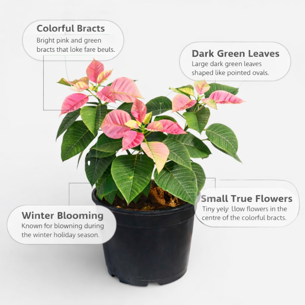 Poinsettia Pink Plant