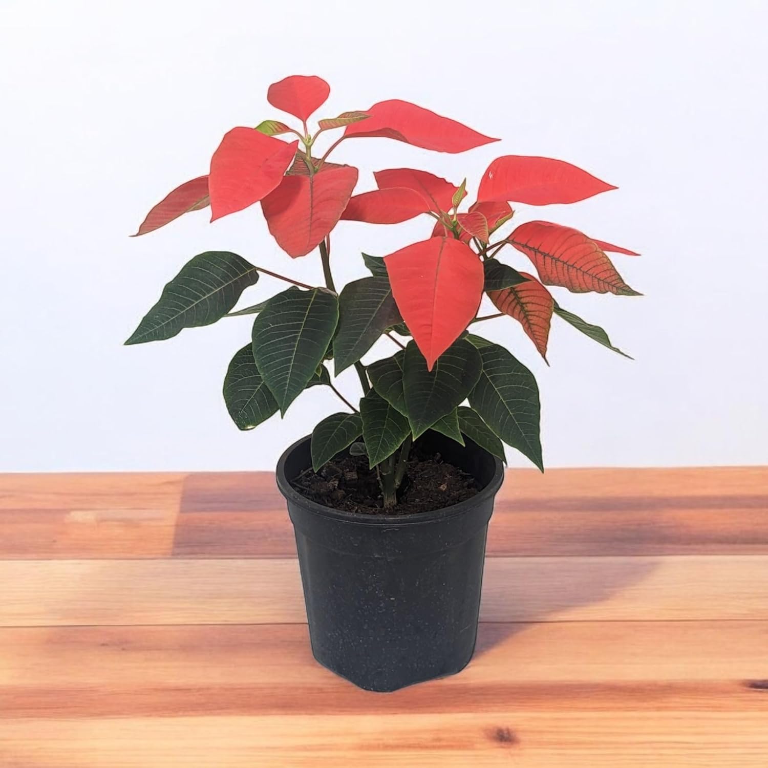 Potted poinsettia plant with orange leaves on a wooden surface